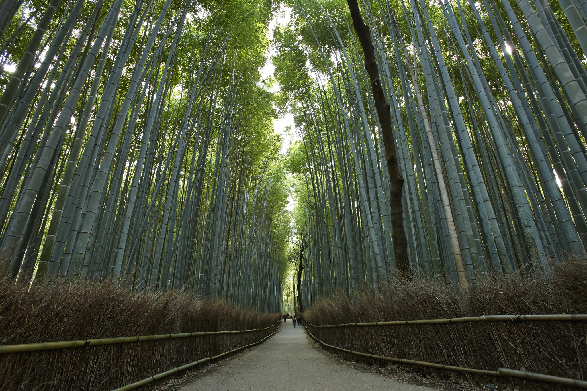 Arashiyama bamboo grove